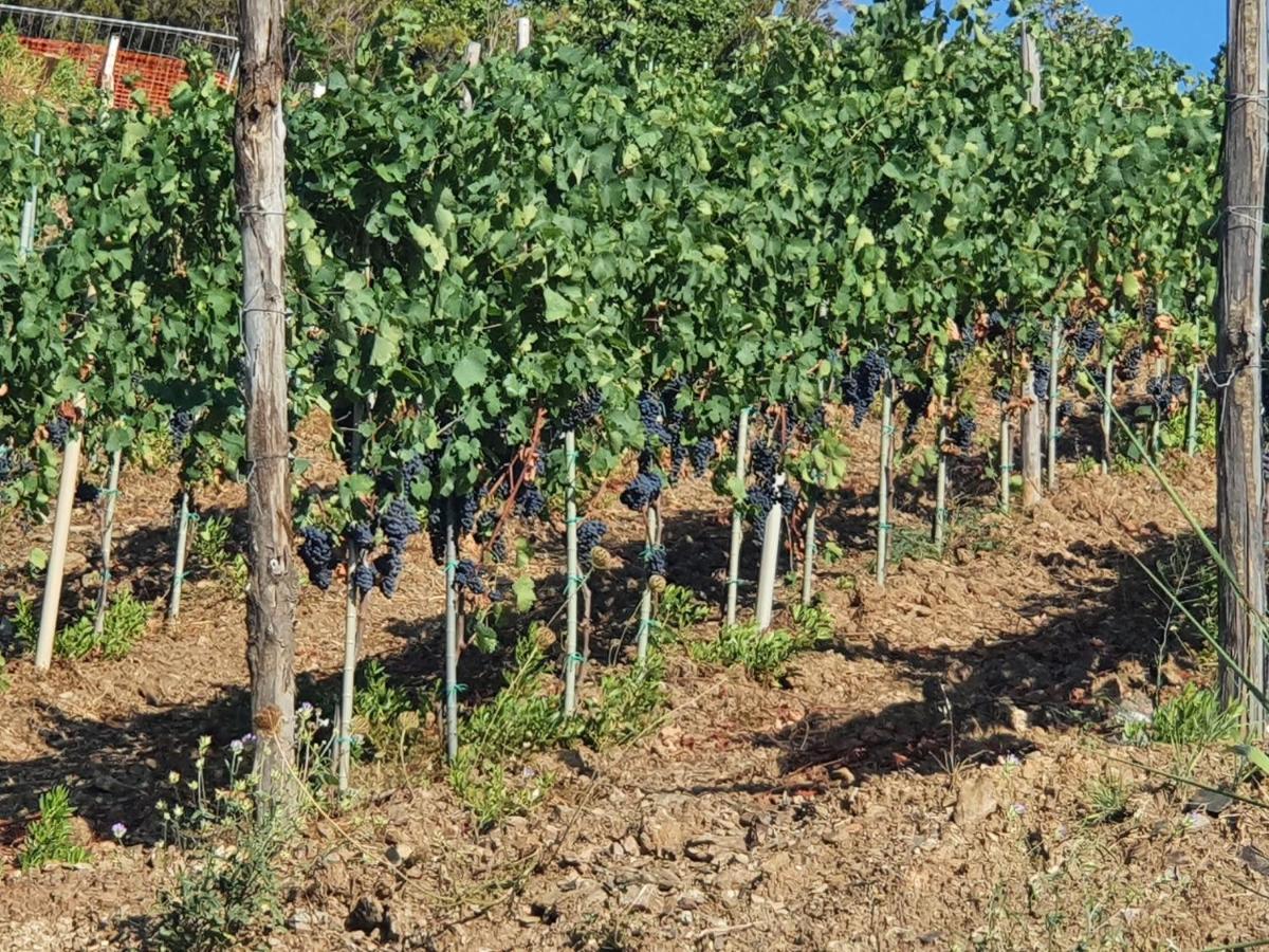 Agriturismo Le Terre di Veneré Acciaroli Exterior foto